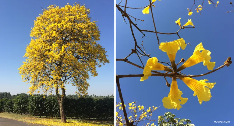 Handroanthus crysotrichus